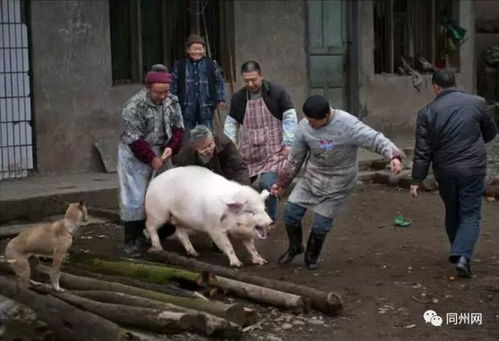 主人杀年猪，狗狗偷吃猪肉被撑死_反馈目标和标准