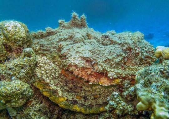 澳洲海滩现奇怪生物