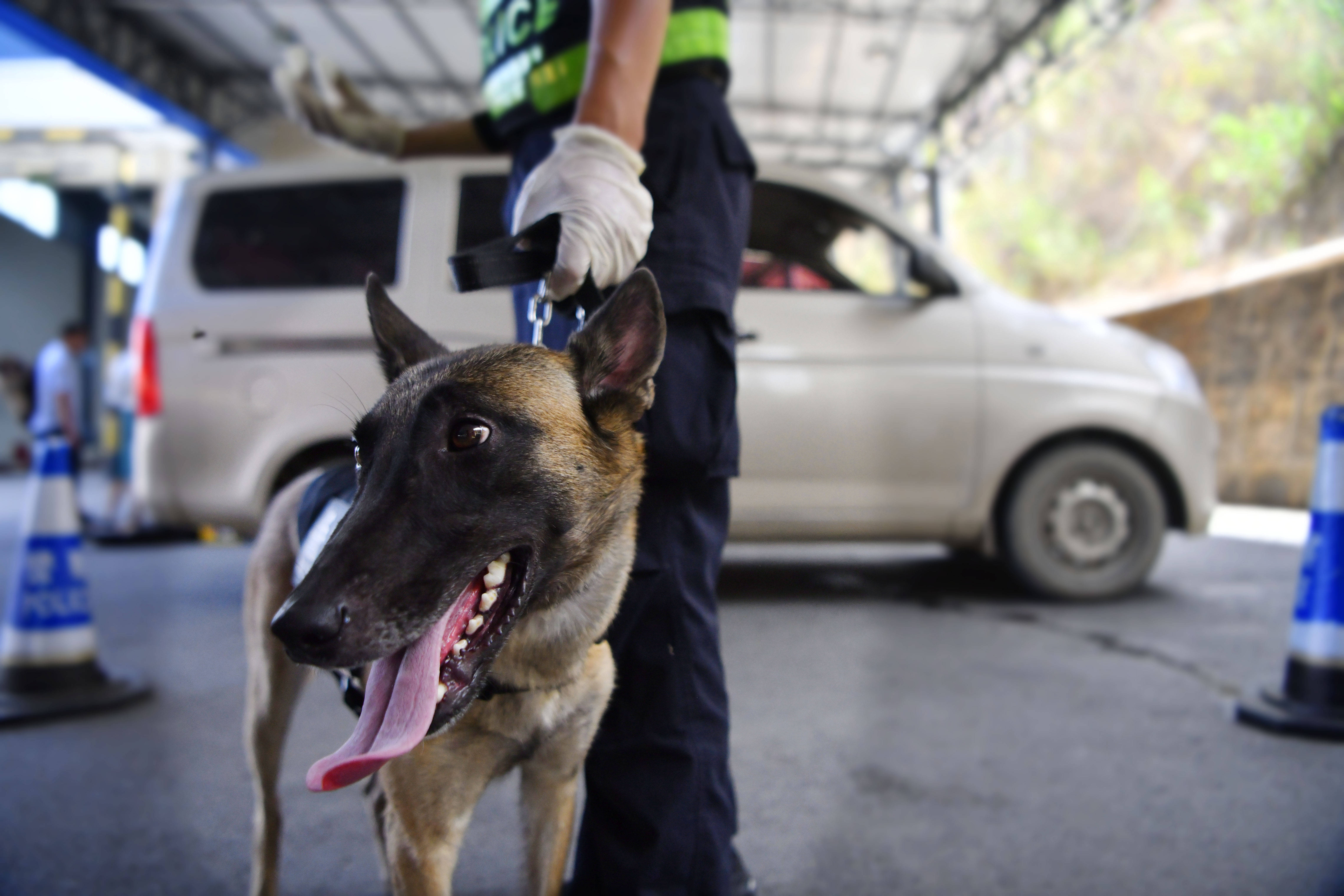 警犬伸出小脑瓜盯梢，特警工作中的无声守护者