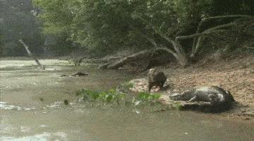 洞庭湖里真的有鳄鱼吗？探寻洞庭湖鳄鱼踪迹