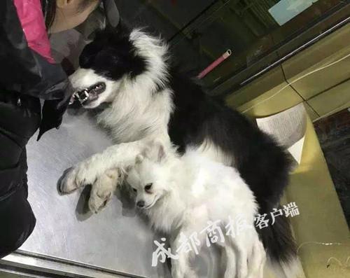 物业投毒赶流浪猫法律