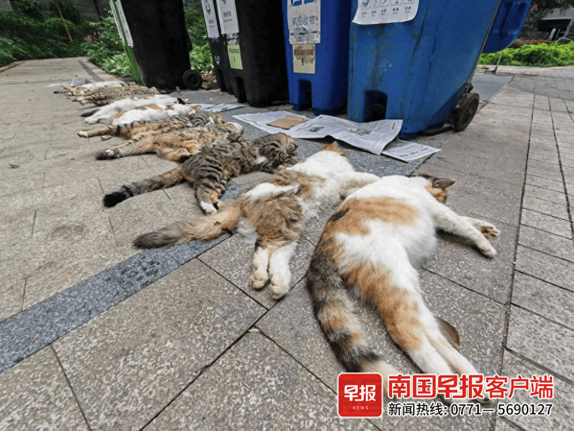 物业毒死流浪猫