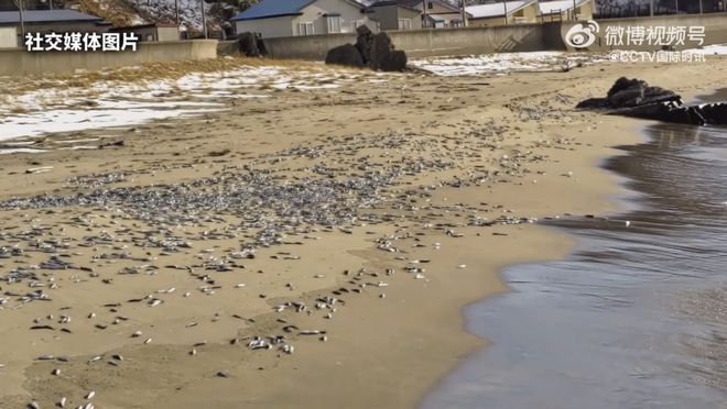 北海道沙滩惊现大量死鱼，海洋生态面临严峻挑战