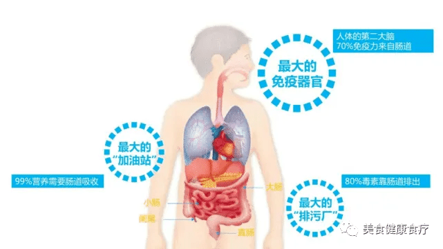 人体最大免疫器官，惊人的真相揭秘