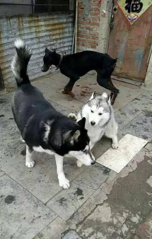 柯基回农村撞见硬茬土狗，遭遇碾压——一次乡村犬界的故事