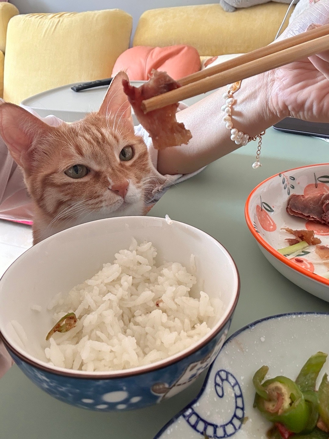 春节无人照料，猫咪独自守家？有序饮食，每餐一碗温暖过冬！