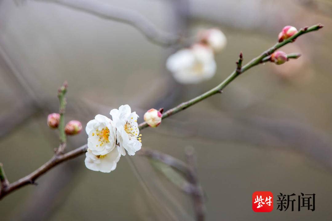 南京玄武湖惊现罕见六瓣梅花盛开，惊艳世人，奇迹之花引无数游客驻足欣赏！