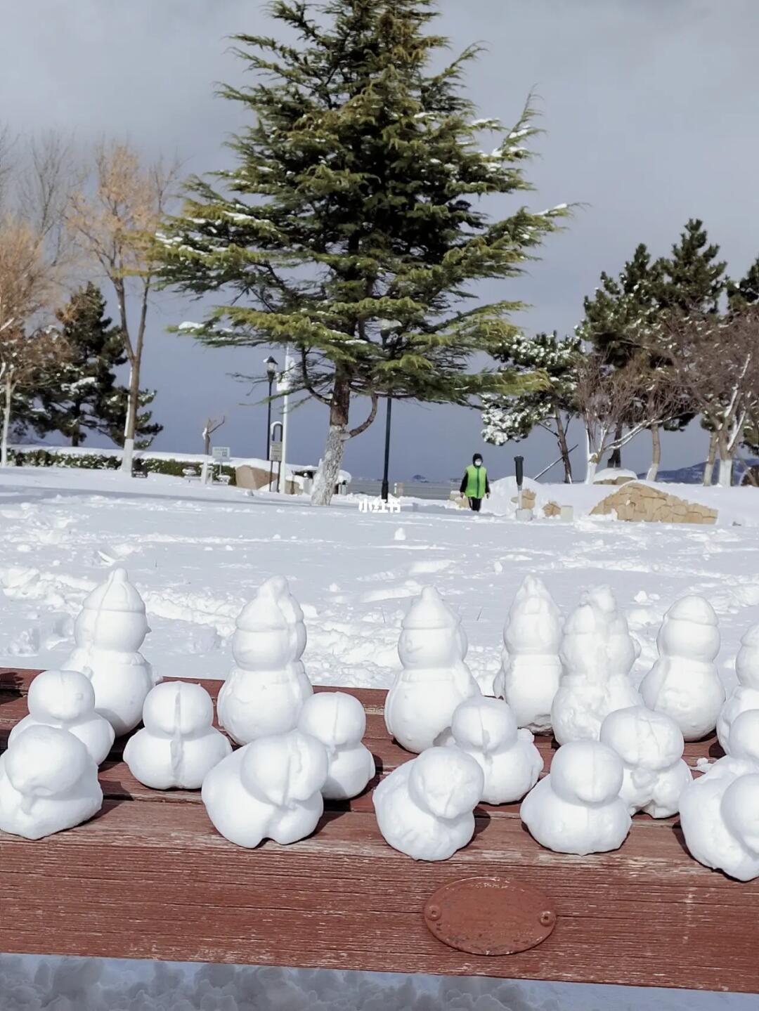 烟台海边石墩惊现雪鸭子大军！神秘现象引发关注热潮！