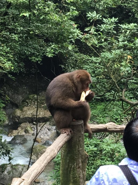 男子峨眉山边爬边堆鸭子，奇特行为背后的故事